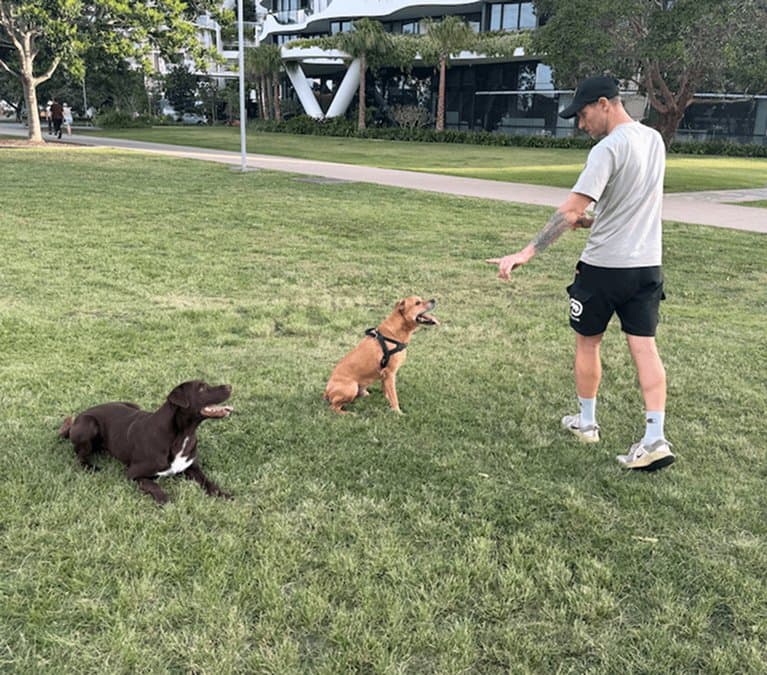 Dog training in Brisbane